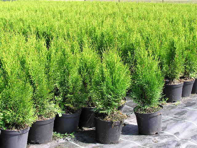 Thuja occ. Smaragd